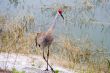 sandhill crane