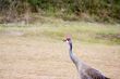 sandhill crane