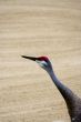 sandhill crane