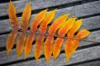 colorful leaves
