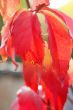 red leaves