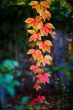 colcourful season