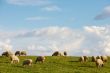 ewes eating in the field