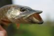 Portrait of pickerel