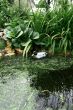 Pond with duck