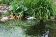 Pond with duck
