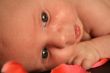 Newborn