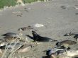 Sea Elephants