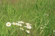 Grass with a camomile