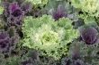 Ornamental cabbage
