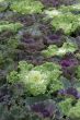 Kale, focus on white leaves