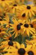 black eyed susan