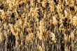 Tall grass