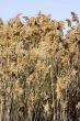 Tall grass