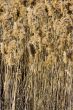 Tall grass