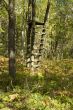 Tree stand