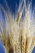 Wheat close