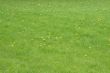 Grass with yellow dandelions
