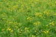 Meadow of yellow dandelions