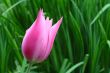 Pink tulip