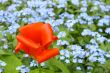 Red tulip