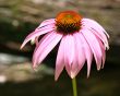 Wildflower