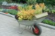 Wheelbarrow full of plants