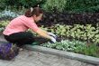 Woman planting out lobelias