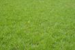 Spring green grass
