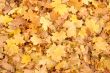 Fallen maple leaves
