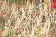 Dry grass panicles