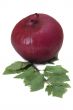 Red onion and celery