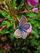butterfly on forest flower