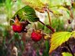 wild rasberry
