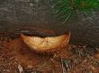 Mushrooms and pine tree