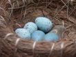 nest eggs