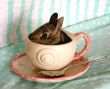 cupobunny