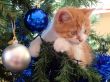 The christmas kitten