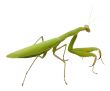 Praying Mantis isolated