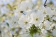 Blooming