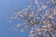 Tree in blossom