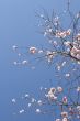 Tree in blossom