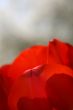 Bright red Tulip