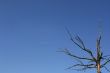 Dead tree