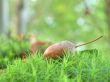 Fallen acorn