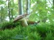 Boletus badius