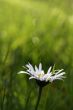 First daisy