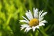 First daisy horizontal