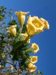 Tropical yellow flowers