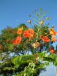 Tropical orange flowers